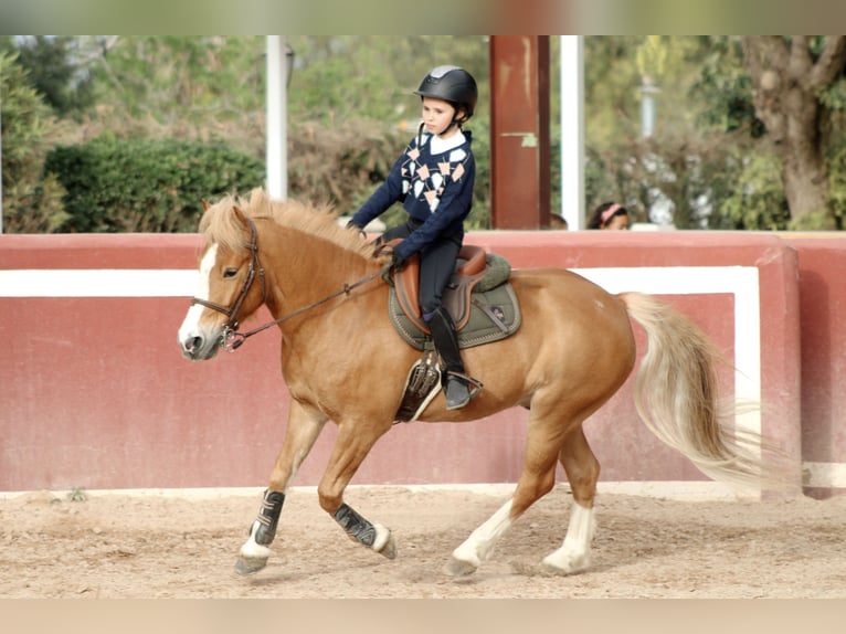 Pony francés de montar a caballo Caballo castrado 7 años Alazán in La pobla de Vallbona