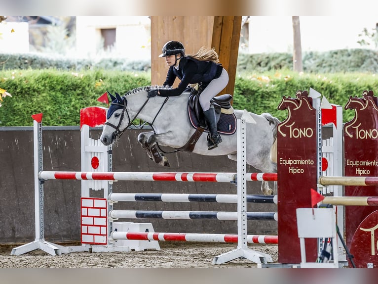 Pony francés de montar a caballo Caballo castrado 8 años 138 cm Tordo in Molina De Segura