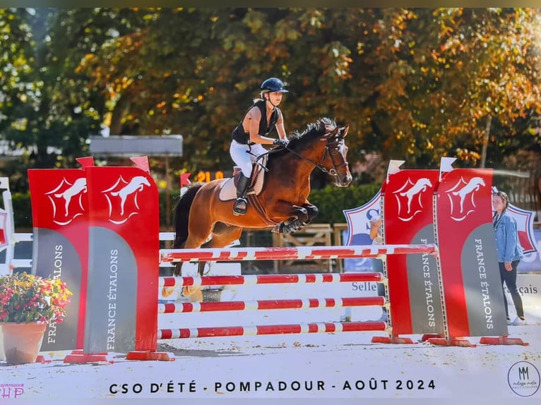 Pony francés de montar a caballo Caballo castrado 8 años 149 cm Castaño in Brive-la-Gaillarde