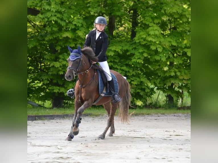 Pony francés de montar a caballo Caballo castrado 9 años 133 cm Alazán-tostado in Villeneuve les cerfs