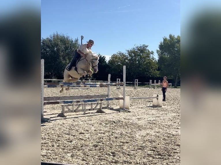 Pony francés de montar a caballo Caballo castrado 9 años 145 cm Palomino in Hautes Alpes