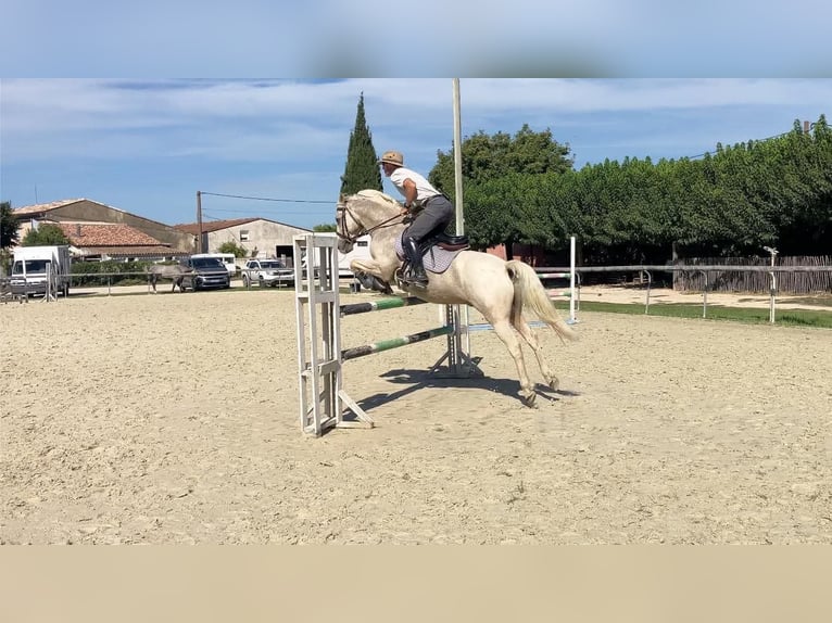 Pony francés de montar a caballo Caballo castrado 9 años 145 cm Palomino in Hautes Alpes