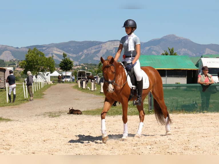 Pony francés de montar a caballo Caballo castrado 9 años 149 cm Alazán in Les m&#xE9;es