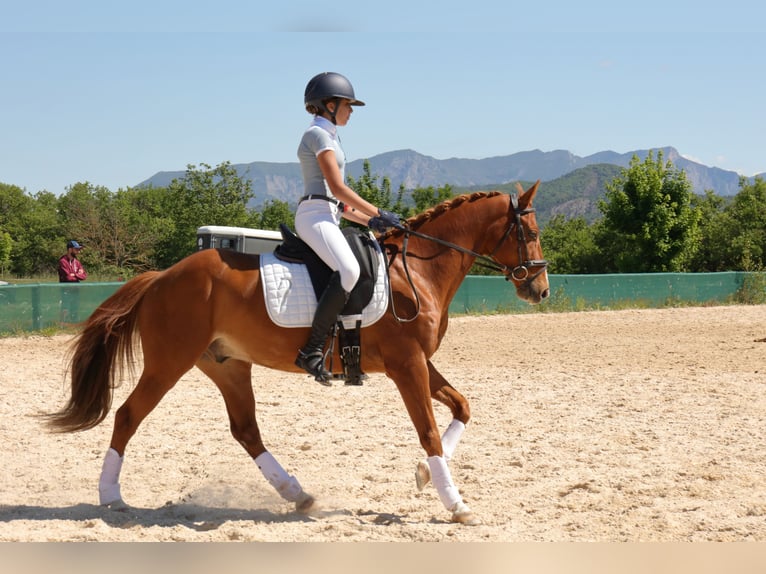 Pony francés de montar a caballo Caballo castrado 9 años 149 cm Alazán in Les m&#xE9;es