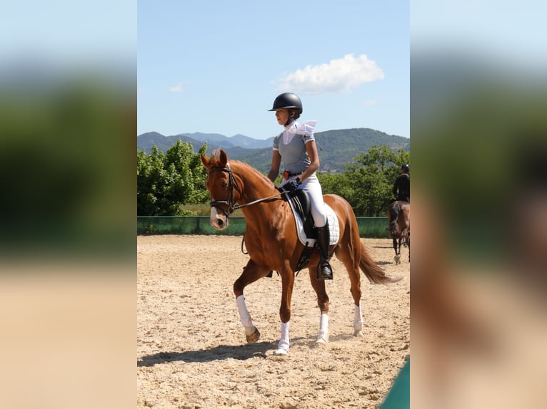 Pony francés de montar a caballo Caballo castrado 9 años 149 cm Alazán in Les m&#xE9;es