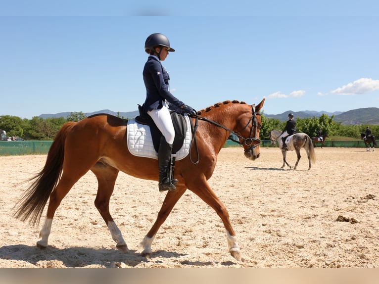 Pony francés de montar a caballo Caballo castrado 9 años 149 cm Alazán in Les m&#xE9;es