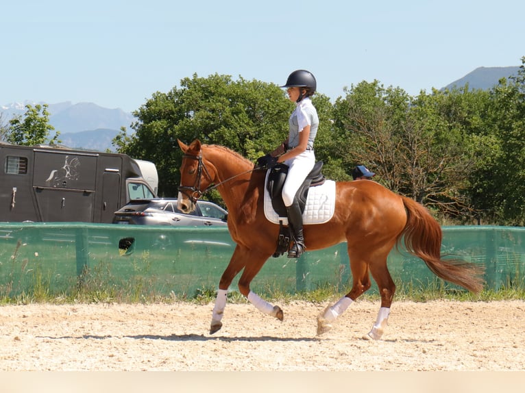 Pony francés de montar a caballo Caballo castrado 9 años 149 cm Alazán in Les m&#xE9;es