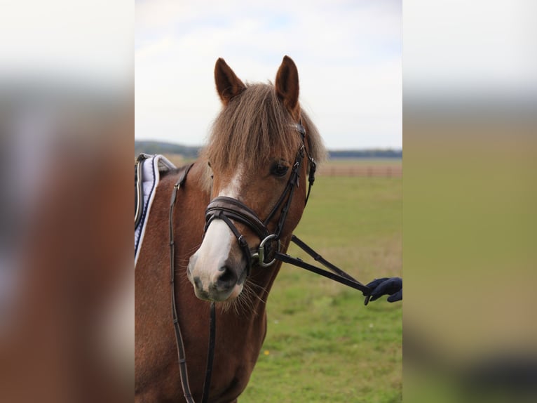 Pony francés de montar a caballo Caballo castrado 9 años 149 cm Alazán in Conches sur Gondoire