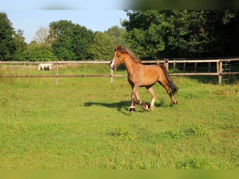 Pony francés de montar a caballo Caballo castrado 9 años 149 cm Alazán in Conches sur Gondoire