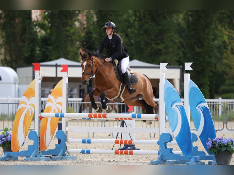 Pony francés de montar a caballo Caballo castrado 9 años 149 cm Castaño in Bagneux
