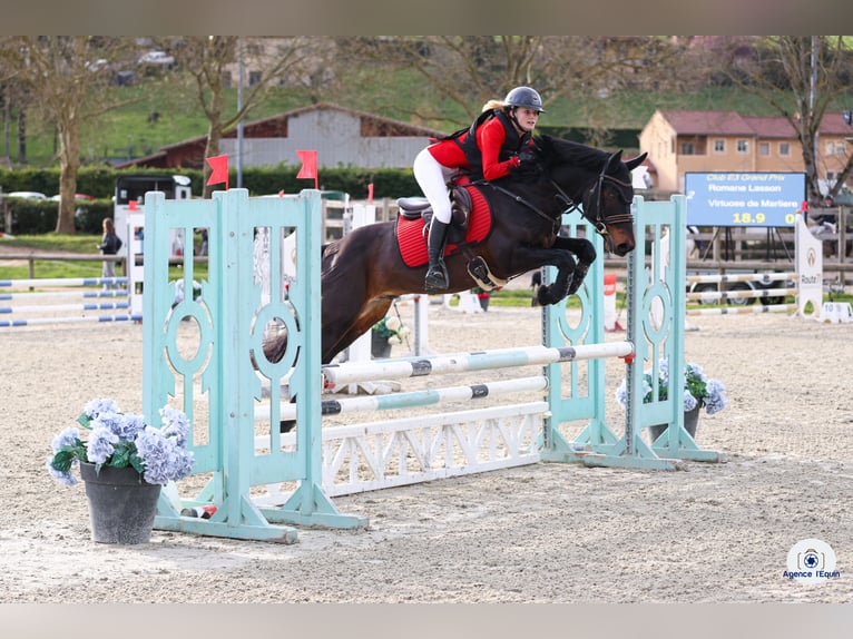 Pony francés de montar a caballo Desconocido 5 años  in Saint Andre En Bresse
