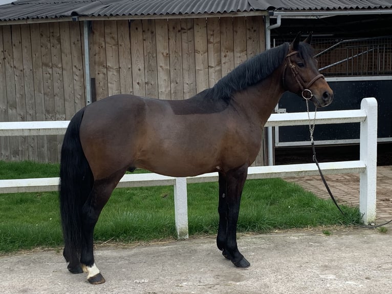 Pony francés de montar a caballo Semental 10 años 145 cm Morcillo in Vendin les Béthune