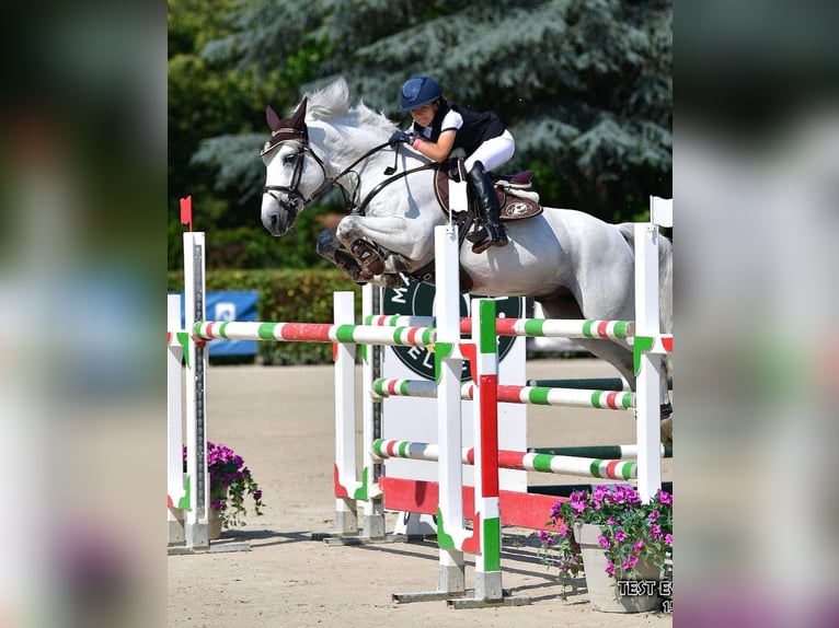 Pony francés de montar a caballo Semental 10 años 148 cm in Quinto De Stampi