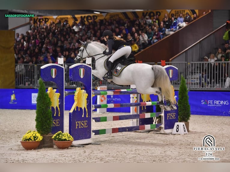Pony francés de montar a caballo Semental 13 años 148 cm Tordo in Puglia