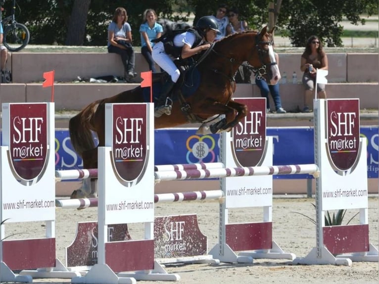 Pony francés de montar a caballo Semental 16 años 146 cm Alazán-tostado in Tök