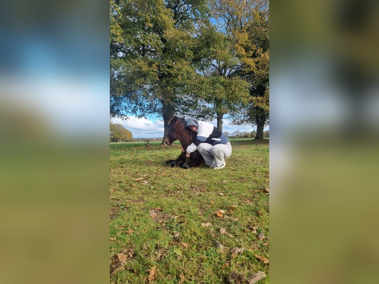 Pony francés de montar a caballo Semental 1 año 148 cm Morcillo in Paimpont