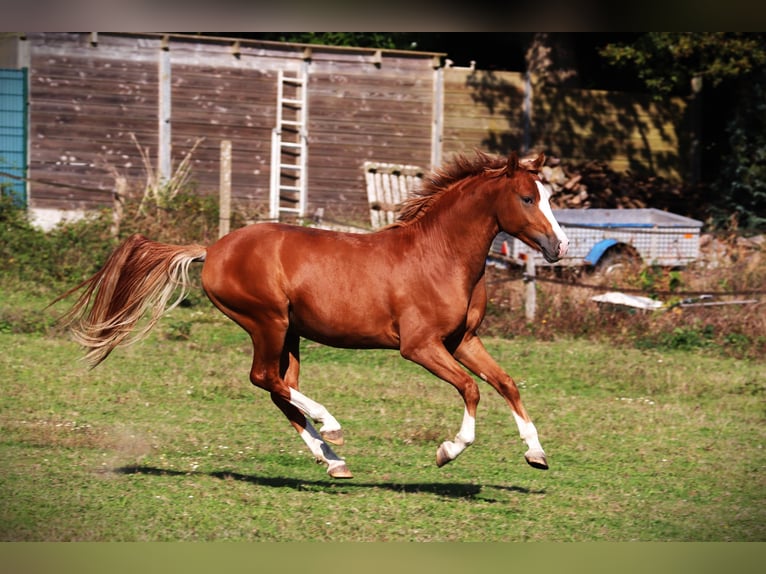 Pony francés de montar a caballo Semental 2 años 143 cm Alazán in Bouée