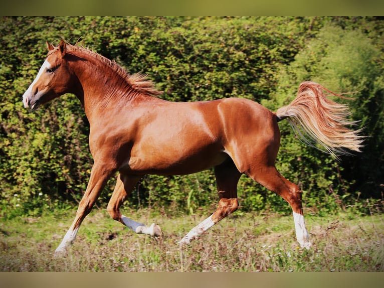 Pony francés de montar a caballo Semental 2 años 143 cm Alazán in Bouée