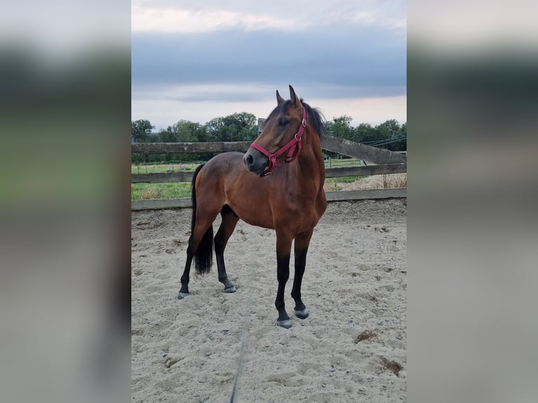 Pony francés de montar a caballo Semental 3 años 137 cm Castaño in Nalinnes