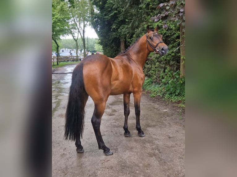 Pony francés de montar a caballo Semental 3 años 137 cm Castaño in Nalinnes