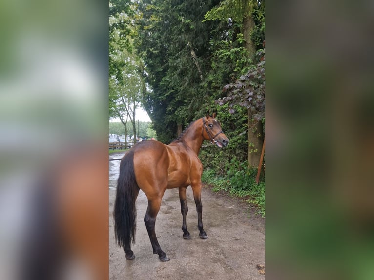 Pony francés de montar a caballo Semental 3 años 144 cm Castaño in Nalinnes