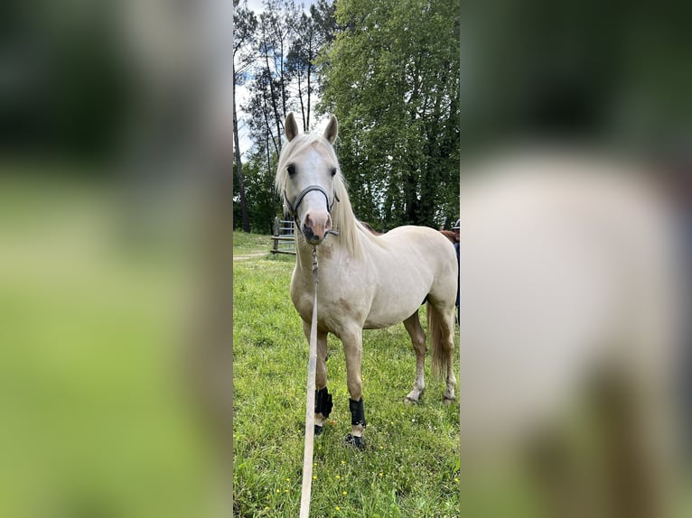 Pony francés de montar a caballo Semental 5 años 145 cm Palomino in Bonnut