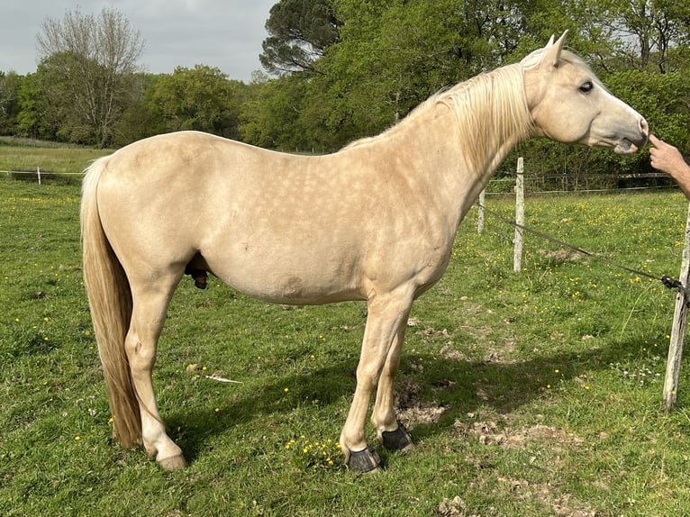 Pony francés de montar a caballo Semental 5 años 145 cm Palomino in Bonnut