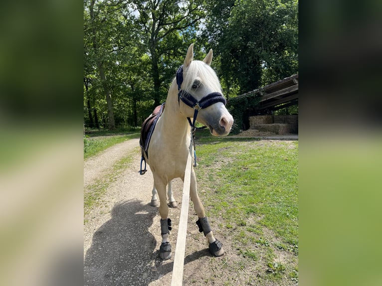 Pony francés de montar a caballo Semental 5 años 145 cm Palomino in Bonnut