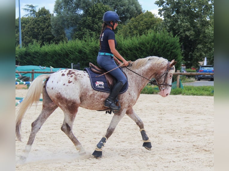 Pony francés de montar a caballo Semental 7 años 149 cm Atigrado/Moteado in COURTES