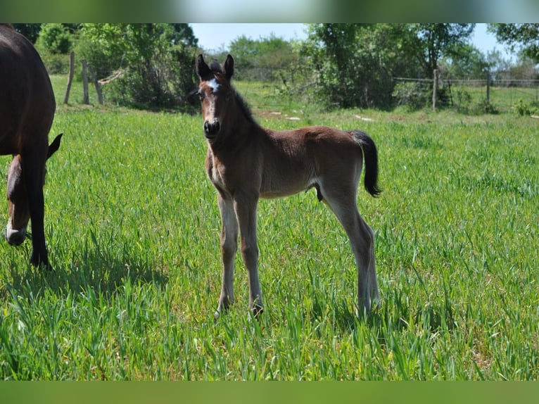 Pony francés de montar a caballo Semental Potro (04/2026) 148 cm Castaño oscuro in MONTVALENT