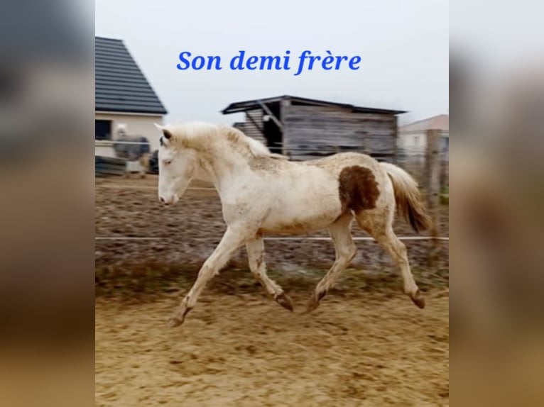 Pony francés de montar a caballo Semental Potro (03/2026) Tobiano-todas las-capas in MAISONS EN CHAMPAGNE