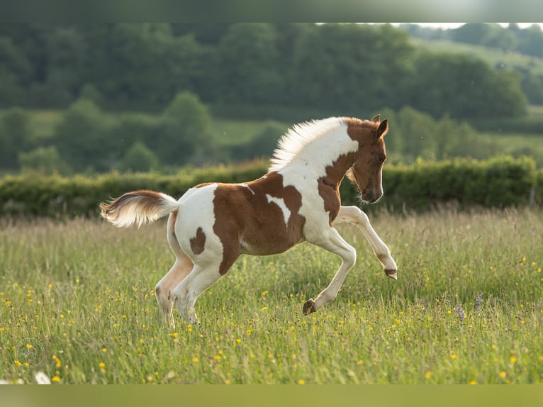 Pony francés de montar a caballo Semental  Tobiano-todas las-capas in cersot