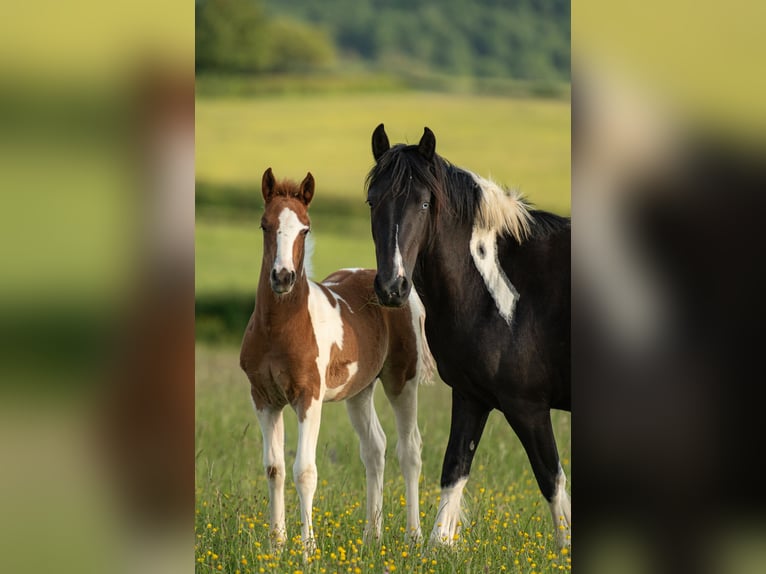 Pony francés de montar a caballo Semental  Tobiano-todas las-capas in cersot