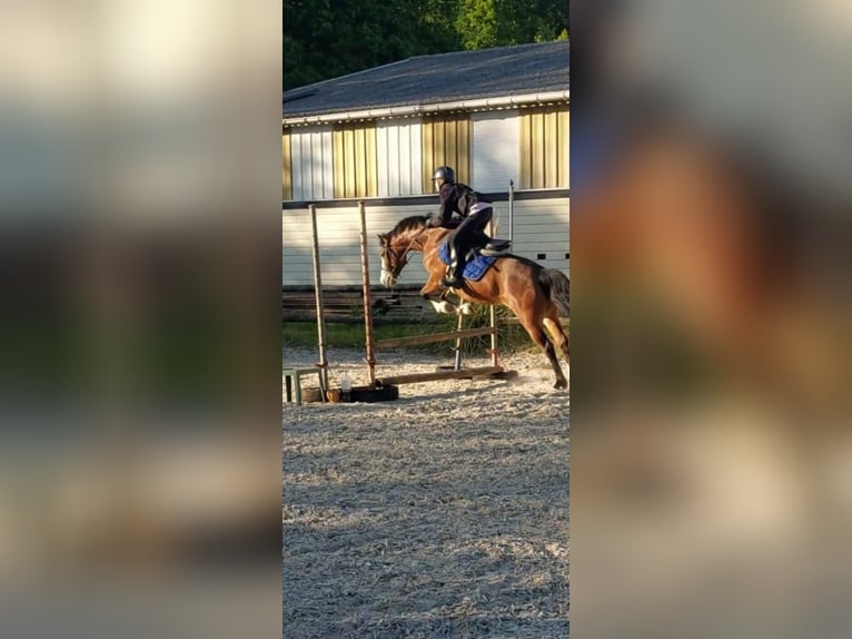 Pony francés de montar a caballo Yegua 10 años 140 cm Castaño rojizo in Sedan