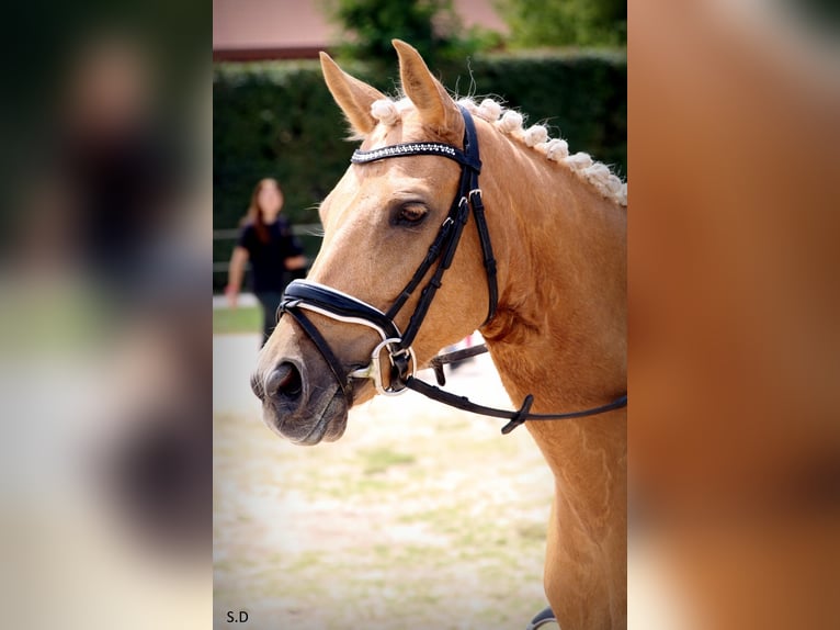 Pony francés de montar a caballo Yegua 10 años 144 cm Palomino in VALMONT