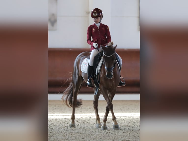 Pony francés de montar a caballo Yegua 11 años 147 cm Alazán-tostado in Mestre