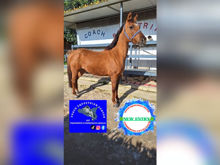 Pony francés de montar a caballo Mestizo Yegua 12 años 145 cm Alazán in Solarino