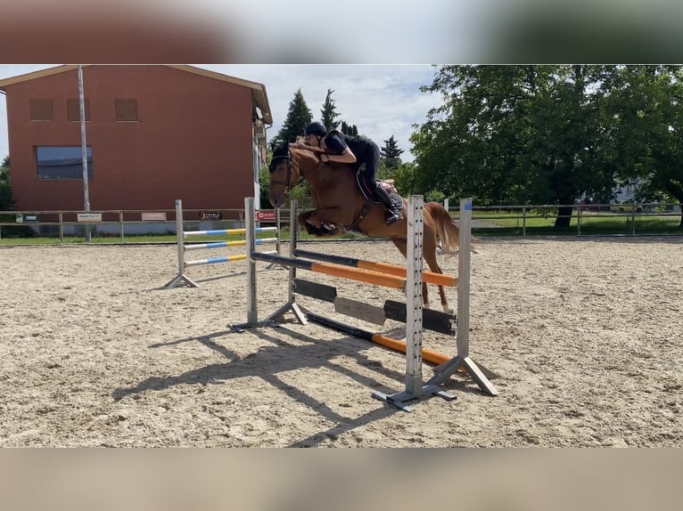 Pony francés de montar a caballo Yegua 12 años 152 cm Alazán in Hintermoos