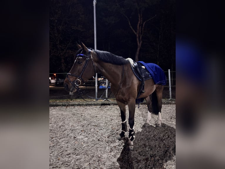Pony francés de montar a caballo Yegua 13 años Castaño in Genk