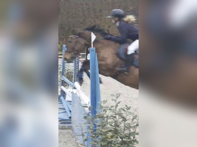 Pony francés de montar a caballo Yegua 14 años 145 cm Castaño in Avillers-Sainte-Croix