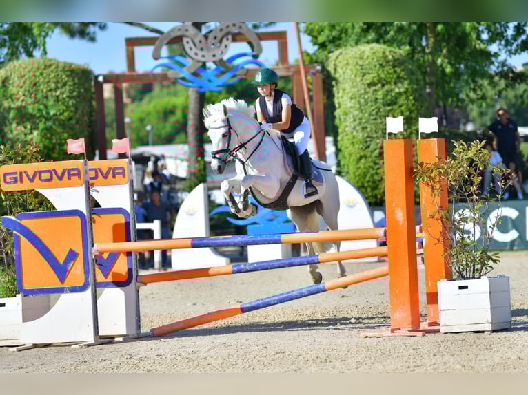 Pony francés de montar a caballo Yegua 14 años 148 cm Tordo in Calcara