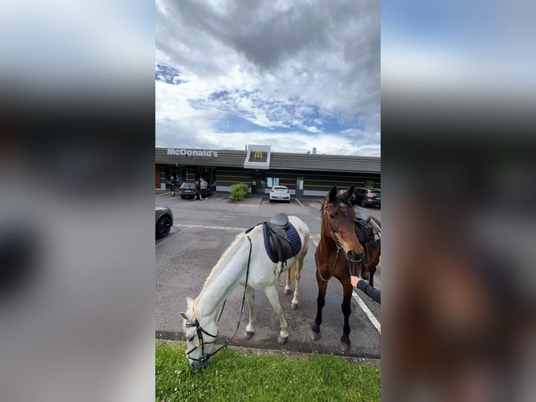 Pony francés de montar a caballo Mestizo Yegua 16 años 160 cm Tordo picazo in Wadern