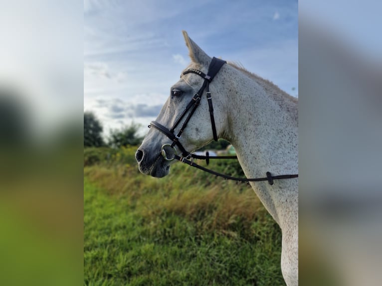 Pony francés de montar a caballo Mestizo Yegua 16 años 160 cm Tordo picazo in Wadern