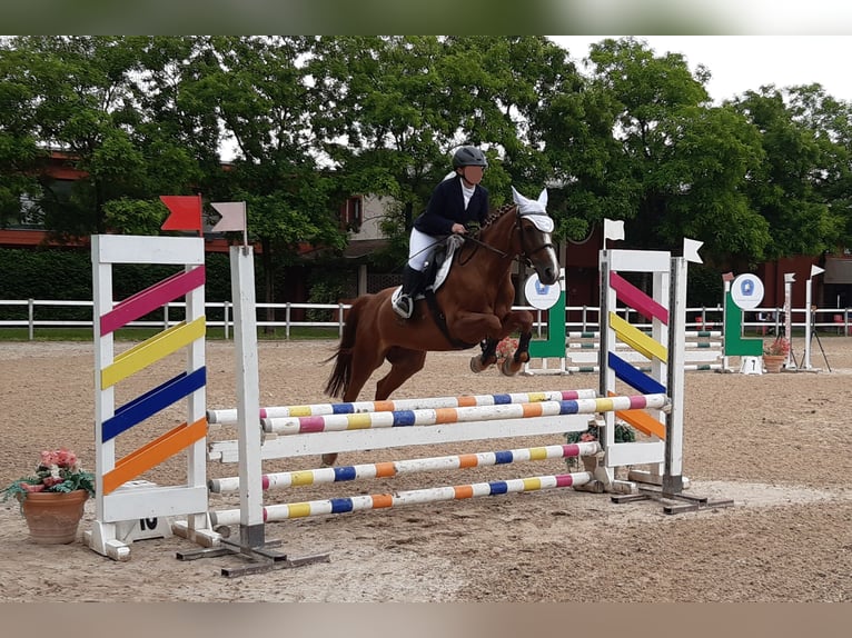 Pony francés de montar a caballo Yegua 18 años 147 cm Alazán in Bollate