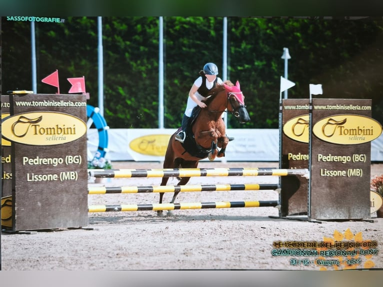 Pony francés de montar a caballo Yegua 18 años 147 cm Alazán in Bollate
