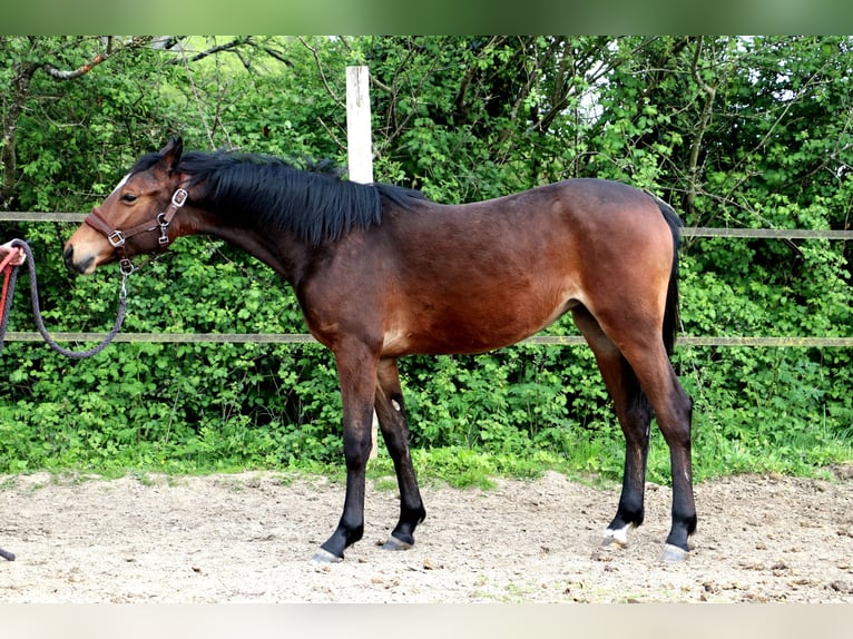Pony francés de montar a caballo Yegua 1 año 140 cm Castaño in Bou&#xE9;e