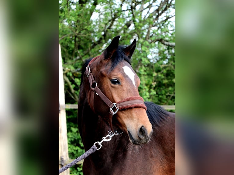 Pony francés de montar a caballo Yegua 1 año 140 cm Castaño in Bou&#xE9;e