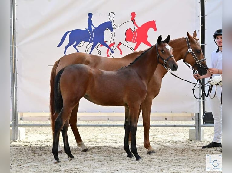Pony francés de montar a caballo Yegua 1 año 140 cm Castaño in Bou&#xE9;e