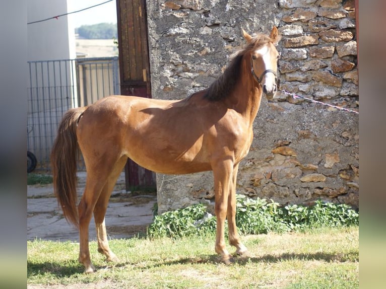 Pony francés de montar a caballo Yegua 1 año Alazán rojizo in verdelot
