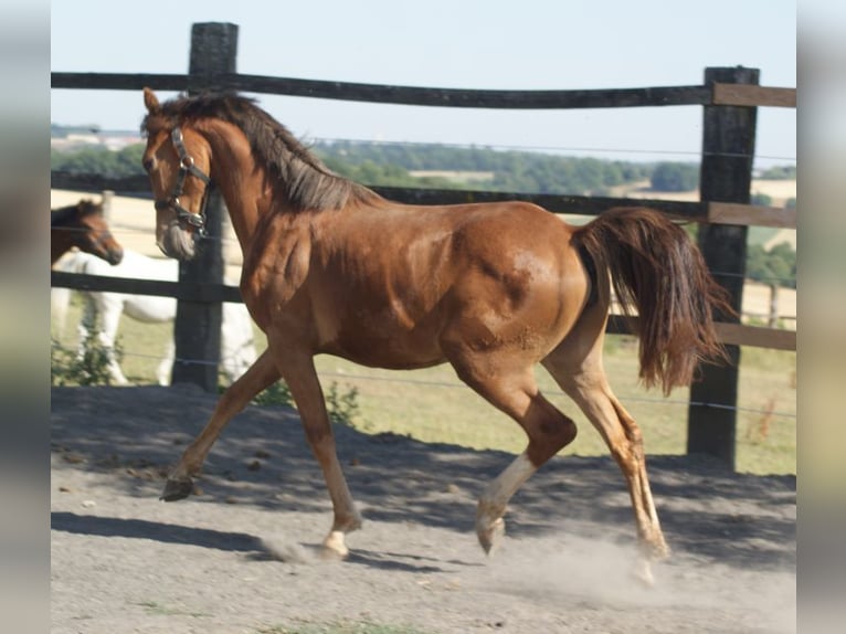 Pony francés de montar a caballo Yegua 1 año Alazán rojizo in verdelot